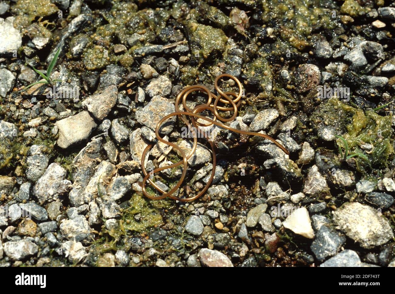 Horsehair worm (Gordius sp. ). This photo was taken in Alt Emporda, Girona province, Catalonia, Spain. Stock Photo