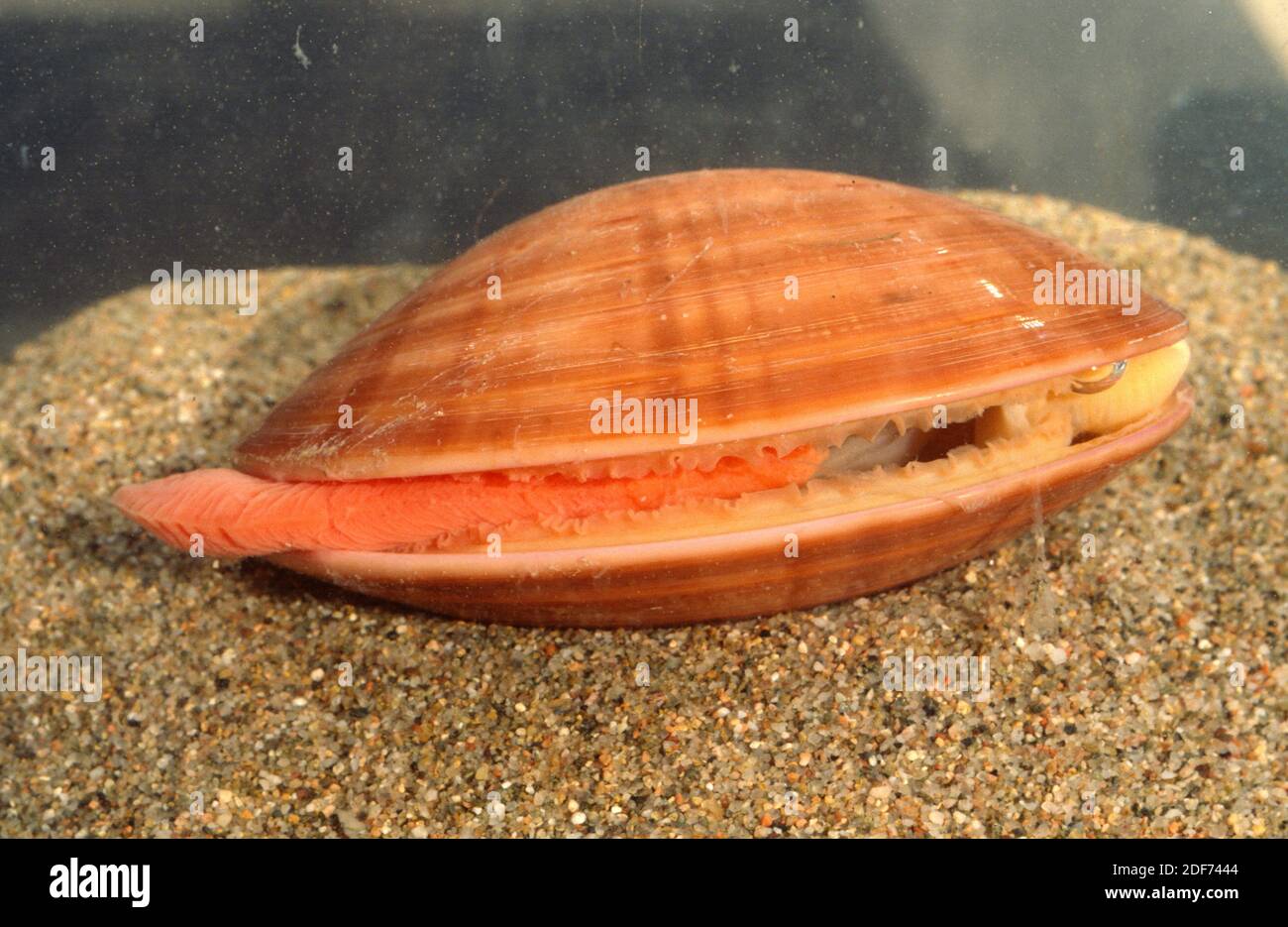 Smooth clam (Callista chione) is a marine mollusk. Stock Photo