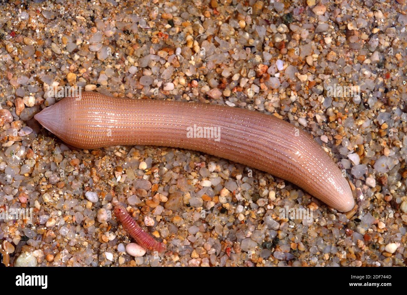 Peanut worm (Sipunculus nudus) is a sea worm Stock Photo Alamy