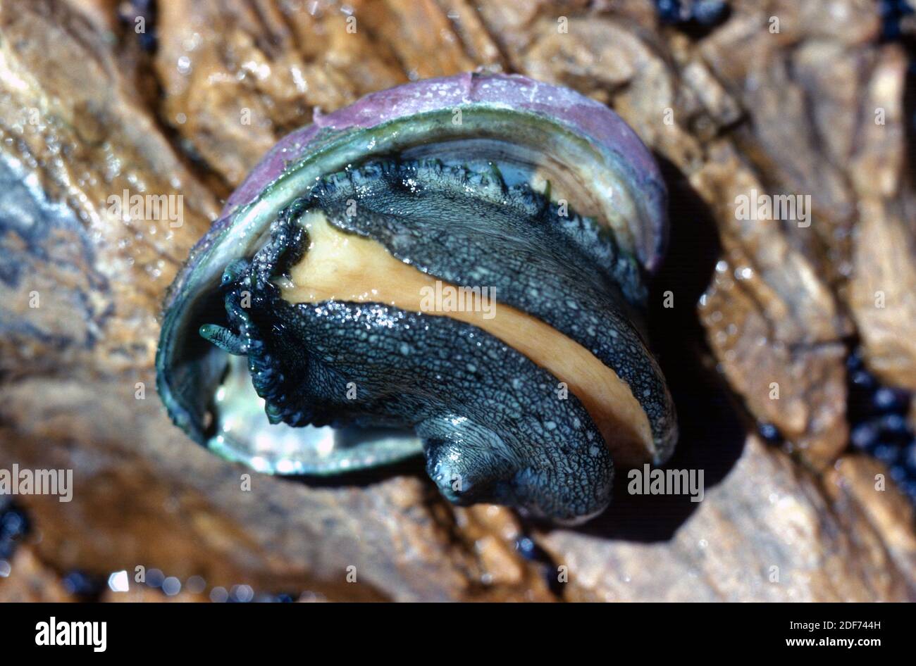 Abalone (Haliotis lamellosa) is a marine snail. This photo was taken in