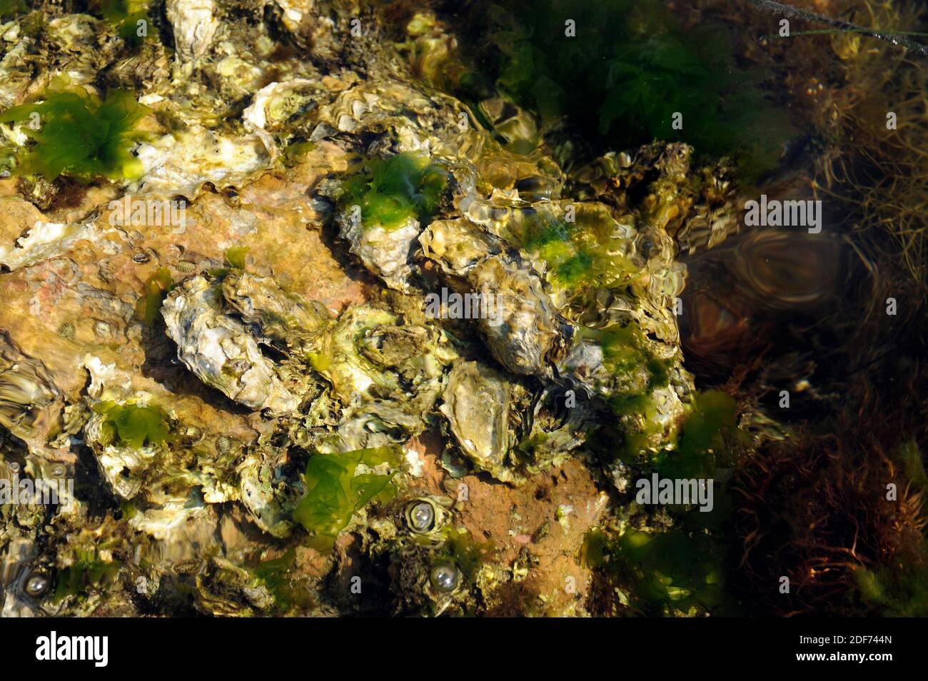 Japanese oyster or Pacific oyster (Crassostrea gigas or Magallana gigas). Thau, France. Stock Photo