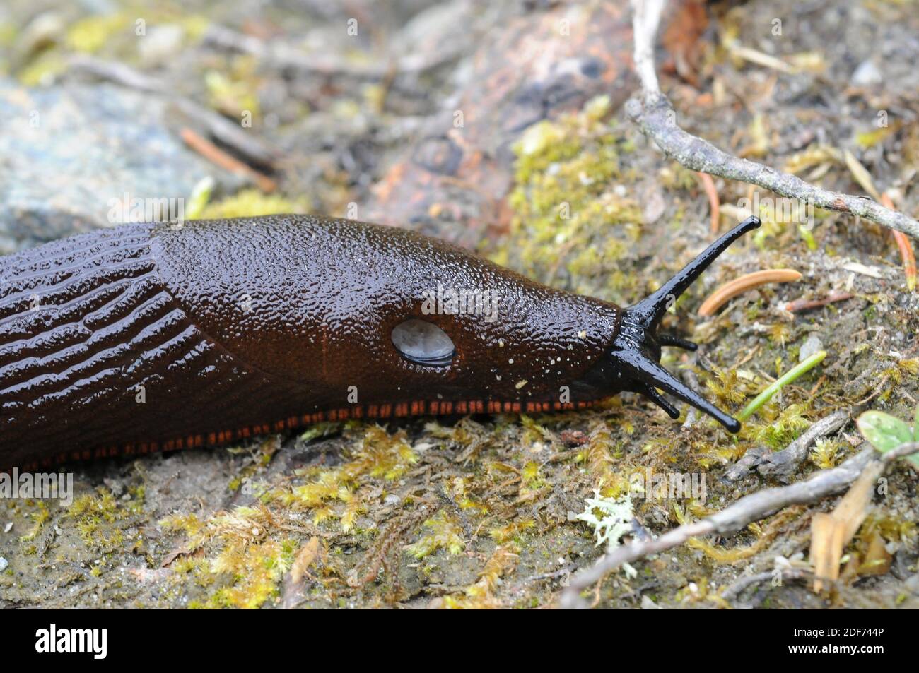 Red slug (Arion rufus) is a terrestrial mollusk. Respiratory pore and tentacles detail. This photo was taken in Montseny Biosphere Reserve, Barcelona Stock Photo