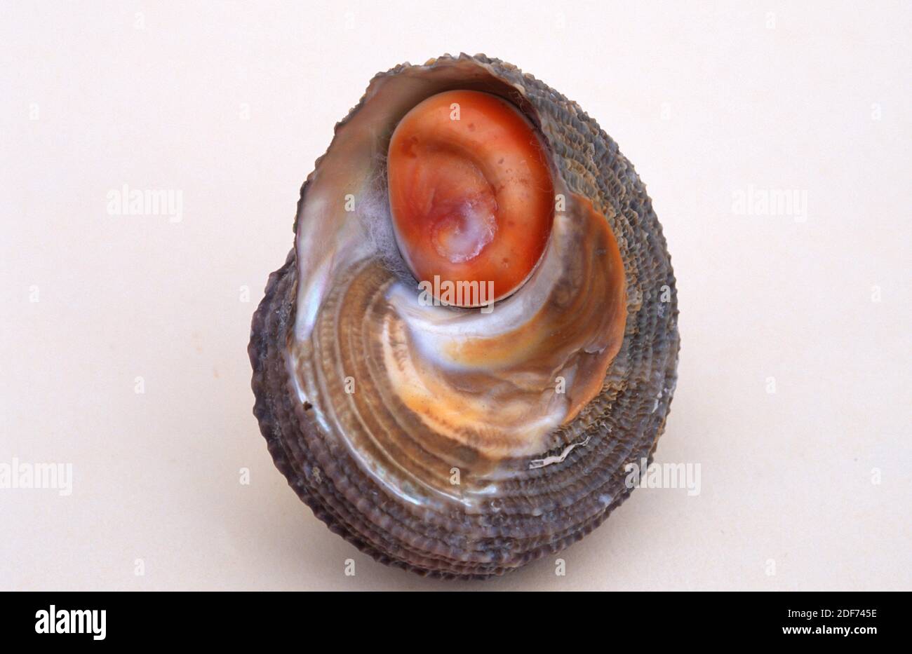 Turban snail (Astraea rugosa or Bolma rugosa) is a sea snail. Stock Photo