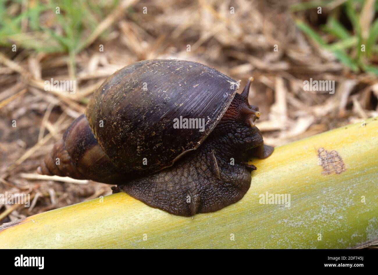 Giant African snail (Achatina fulica) is a large land snail Stock Photo Alamy