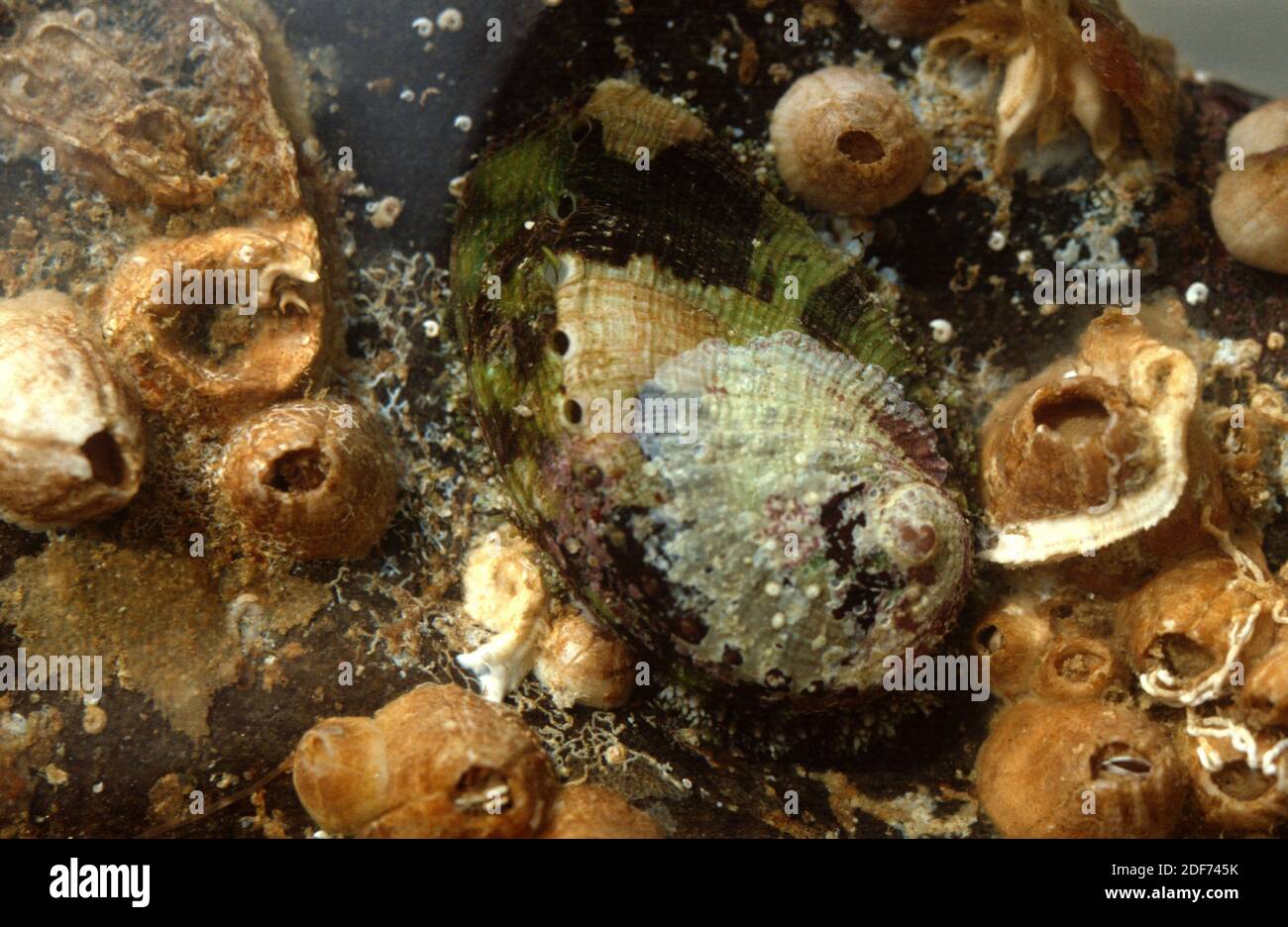 Abalone (Haliotis lamellosa) is a marine snail. This photo was taken in