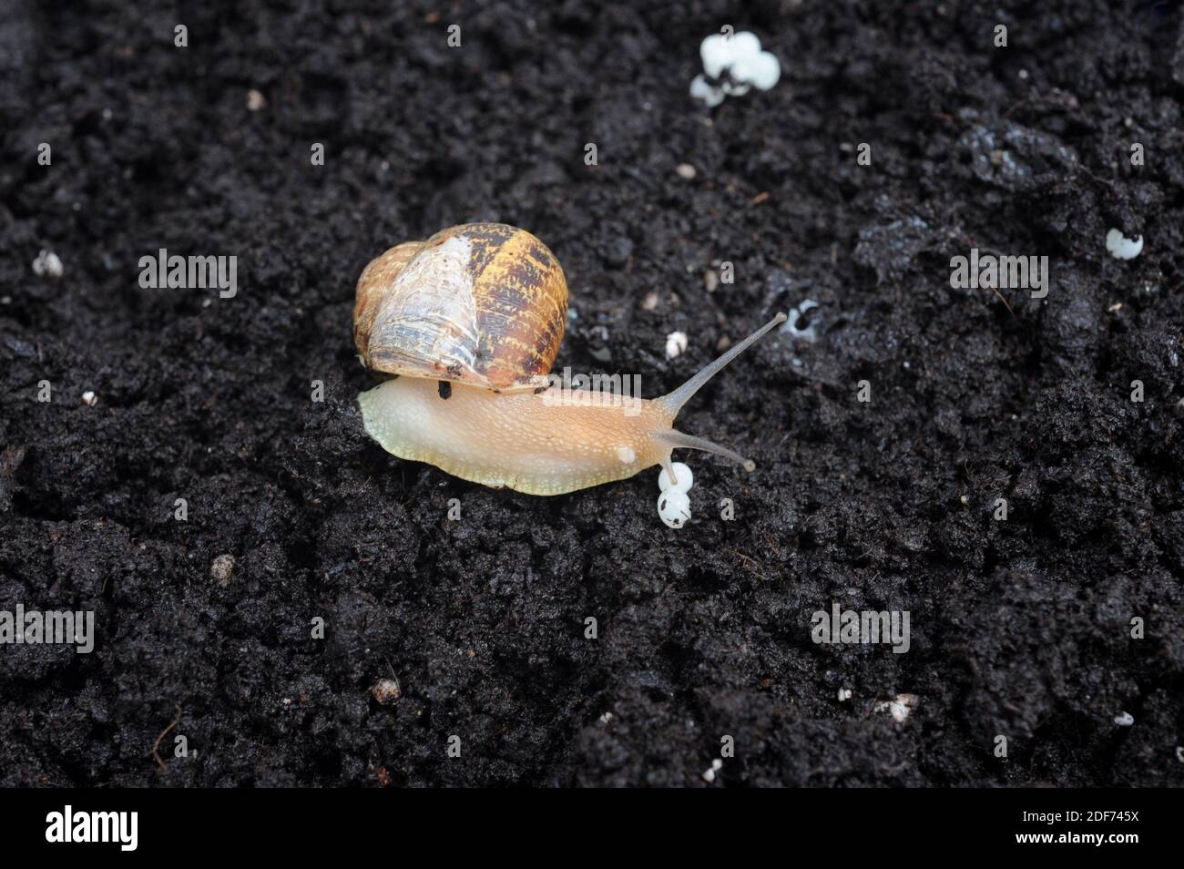 Garden snail (Helix aspersa or Cornu aspersum) is an edible terrestrial