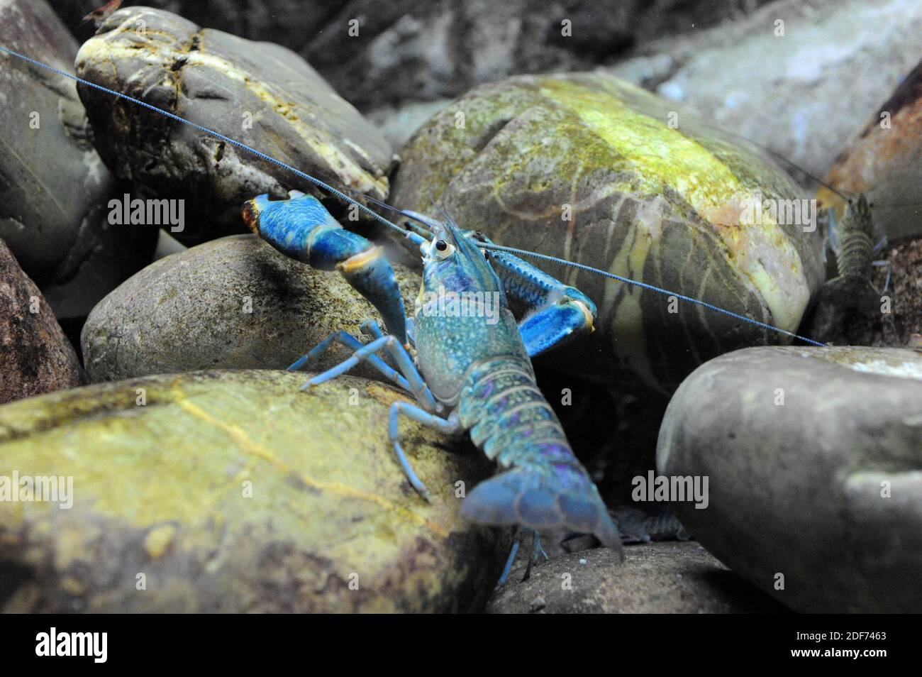 Australian red claw crayfish (Cherax quadricarinatus) is a freshwater crustacean native to Australia but naturalized in other temperate regions. Stock Photo