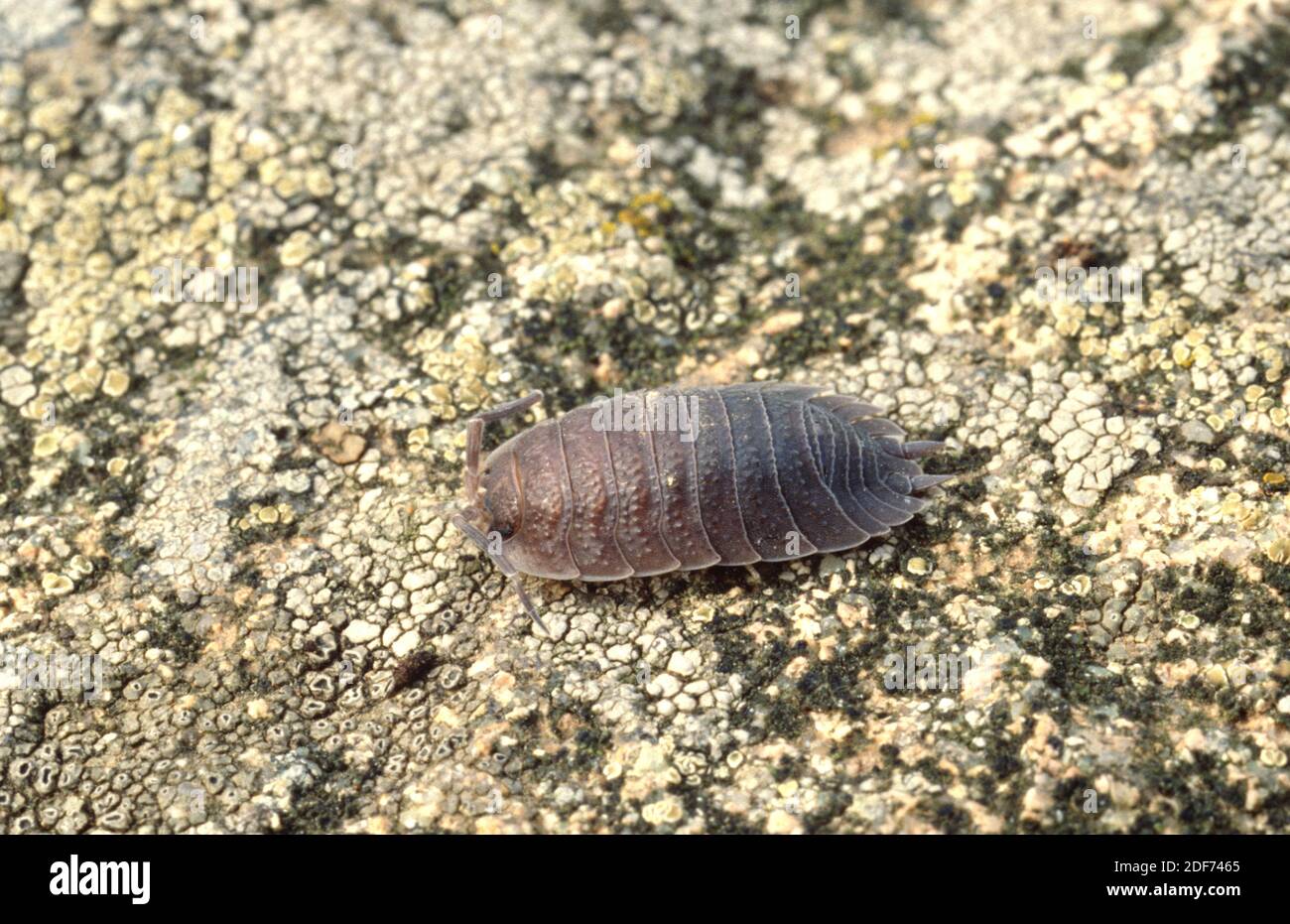 Pill woodlouse or pill-bug (Armadillidium vulgare) is a terrestrial crustacean that lives in humid areas of Mediterranean region.. Stock Photo