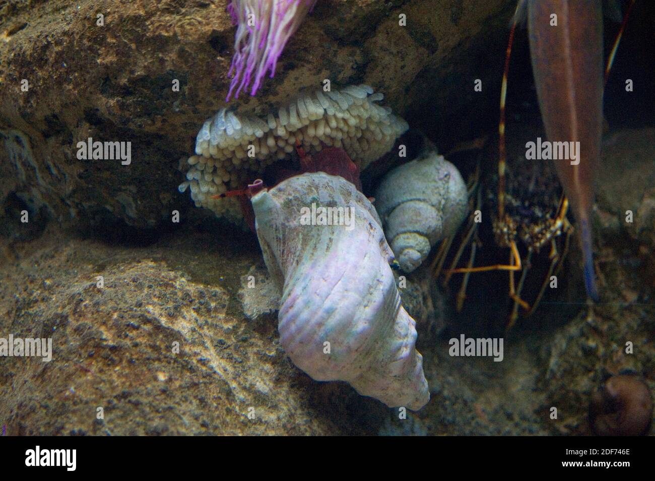 Charonia lampas is a carnivorous marine mollusk. Eggs. Stock Photo