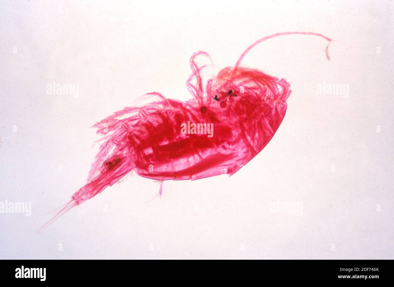 Cyclops sp. is a genus of freshwater crustacean. Microphotograph. Stock Photo