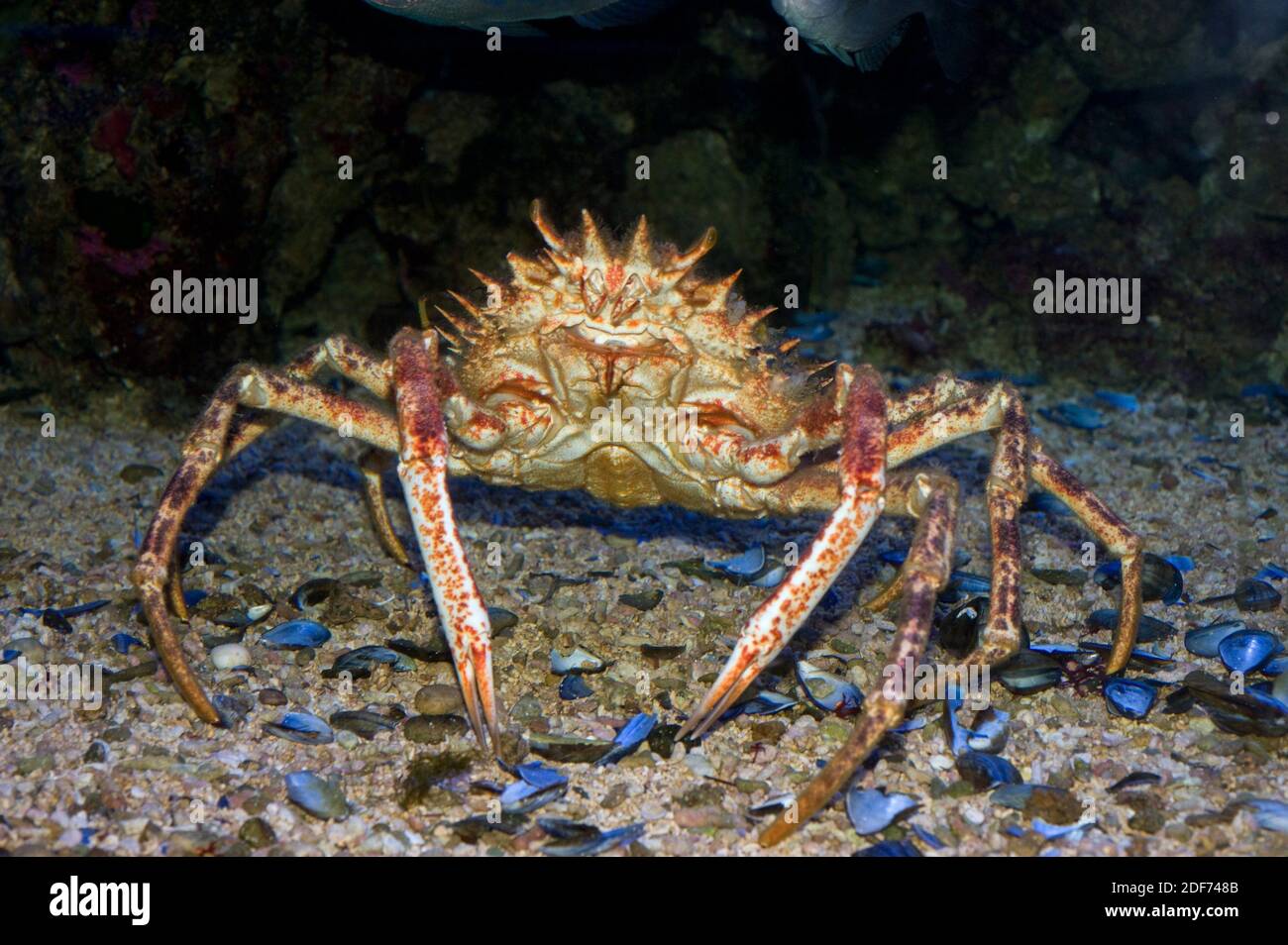 Spiny spider crab (Maja squinado) is an edible crab native to eastern Atlantic Ocean and Mediterranean Sea. Stock Photo