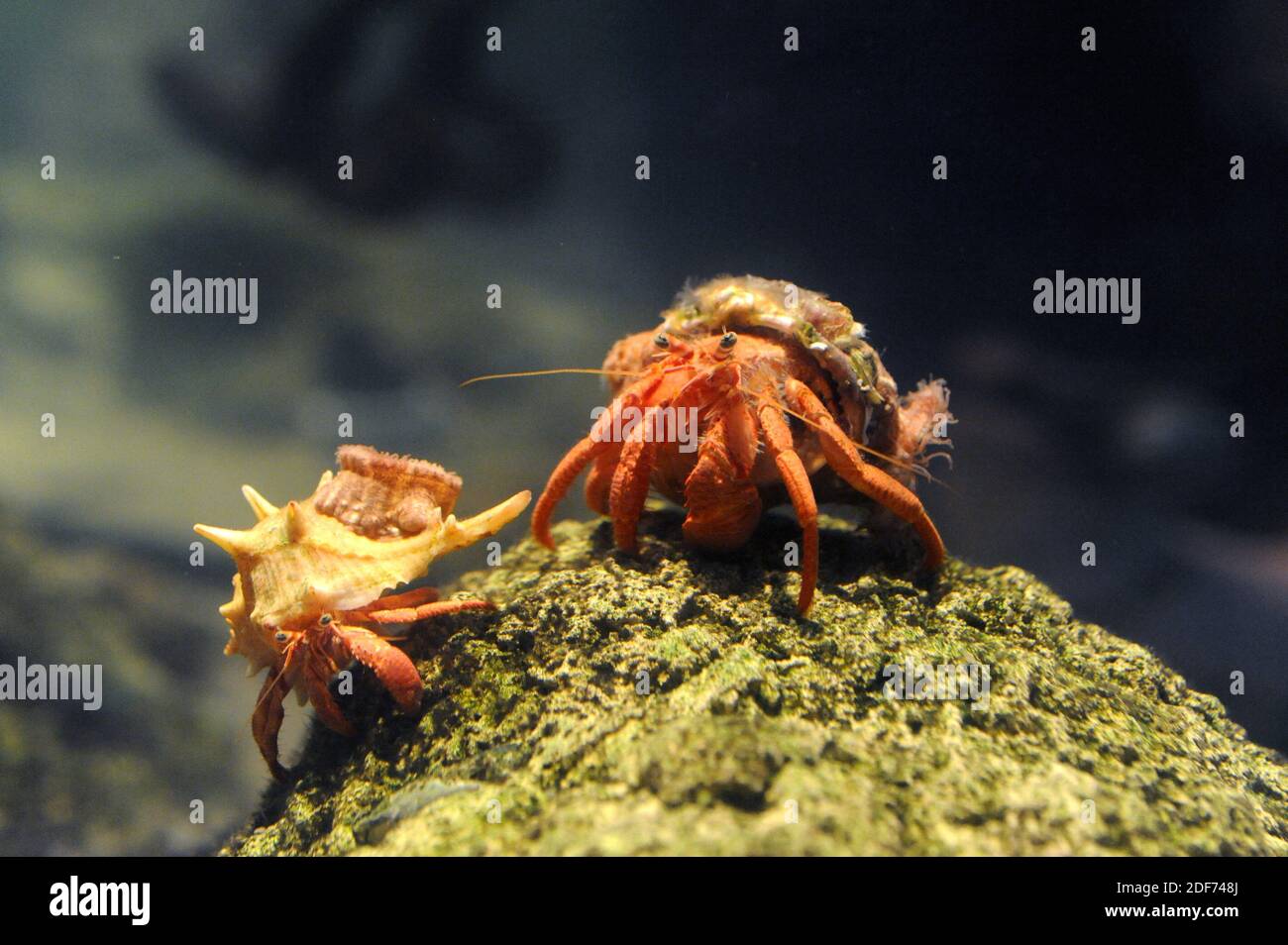 Mediterranean hermit crab (Dardanus arrosor) is a marine crustacean predator and scavenger. Stock Photo