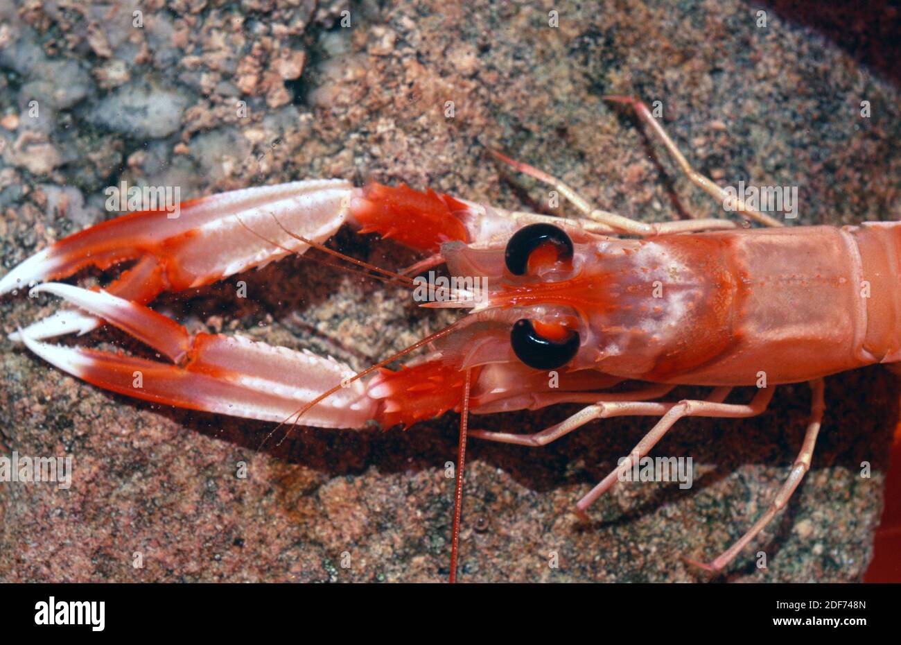 Norway lobster (Nephrops norvegicus) is an edible crustacean native to