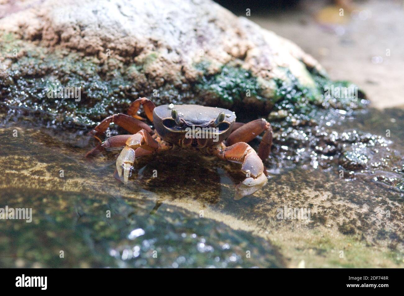 Blackback Land Crab High Resolution Stock Photography And Images Alamy