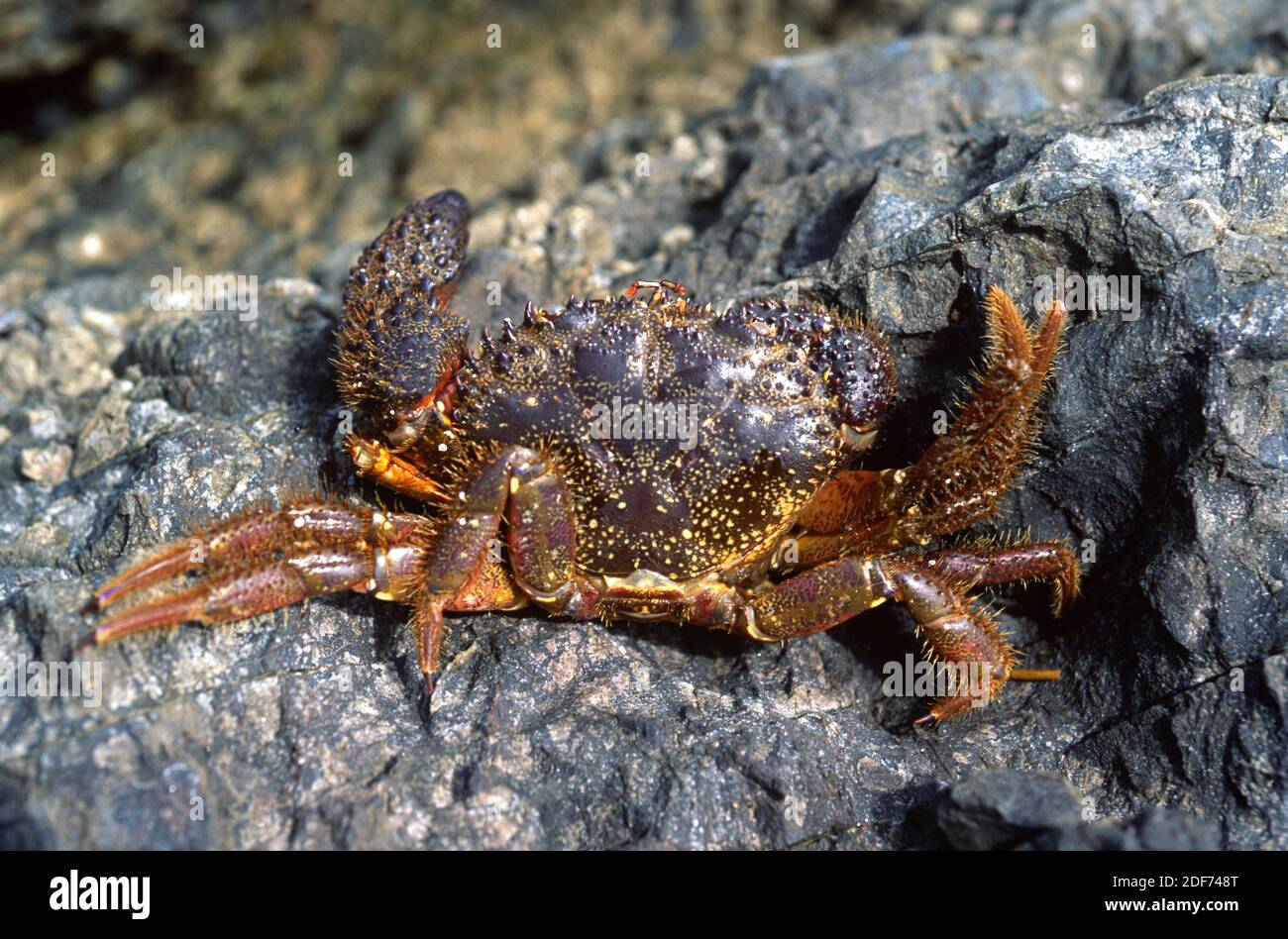 Marbled crab (Pachygrapsus marmoratus) is a crustacean native to Mediterranean Sea. Stock Photo