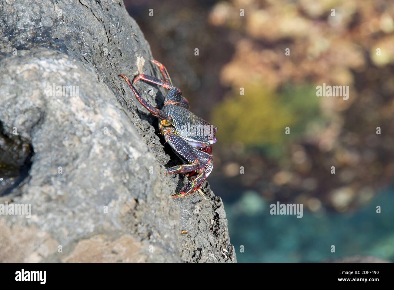 Cangrejo rojo (Grapsus adscensionis) is a crab native to Macaronesia Islands. This photo was taken in La Palma Island, Canary Islands, Spain. Stock Photo