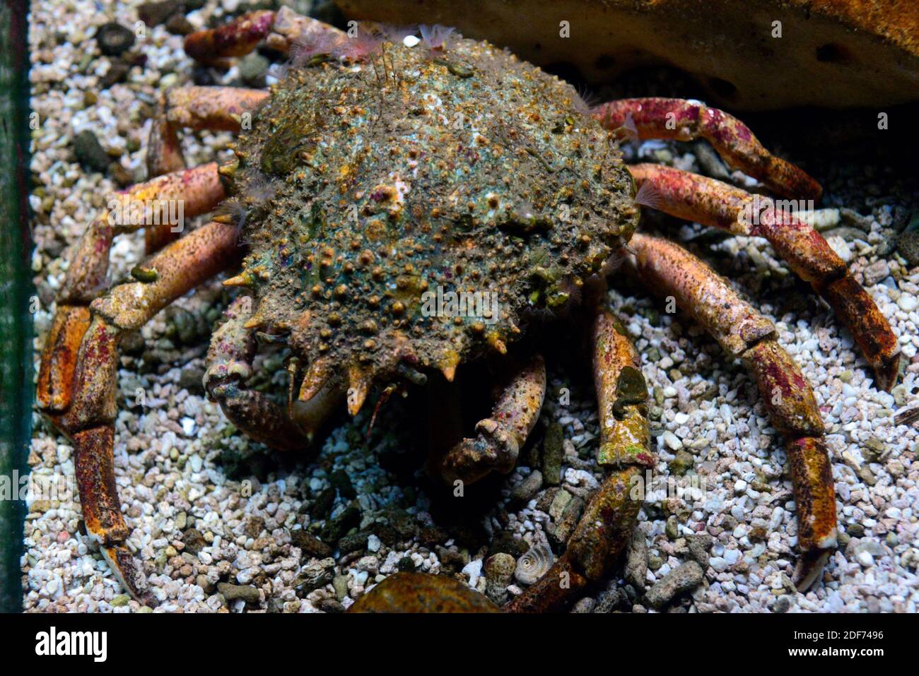 Spiny spider crab (Maja squinado) is an edible crab native to eastern Atlantic Ocean and Mediterranean Sea. Stock Photo