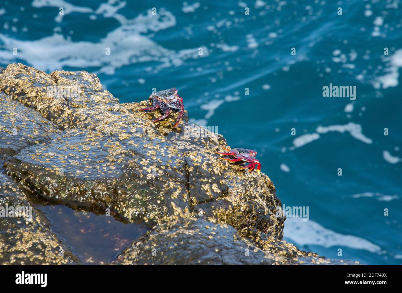Cangrejo rojo (Grapsus adscensionis) is a crab native to Macaronesia Islands. This photo was taken in La Palma Island, Canary Islands, Spain. Stock Photo