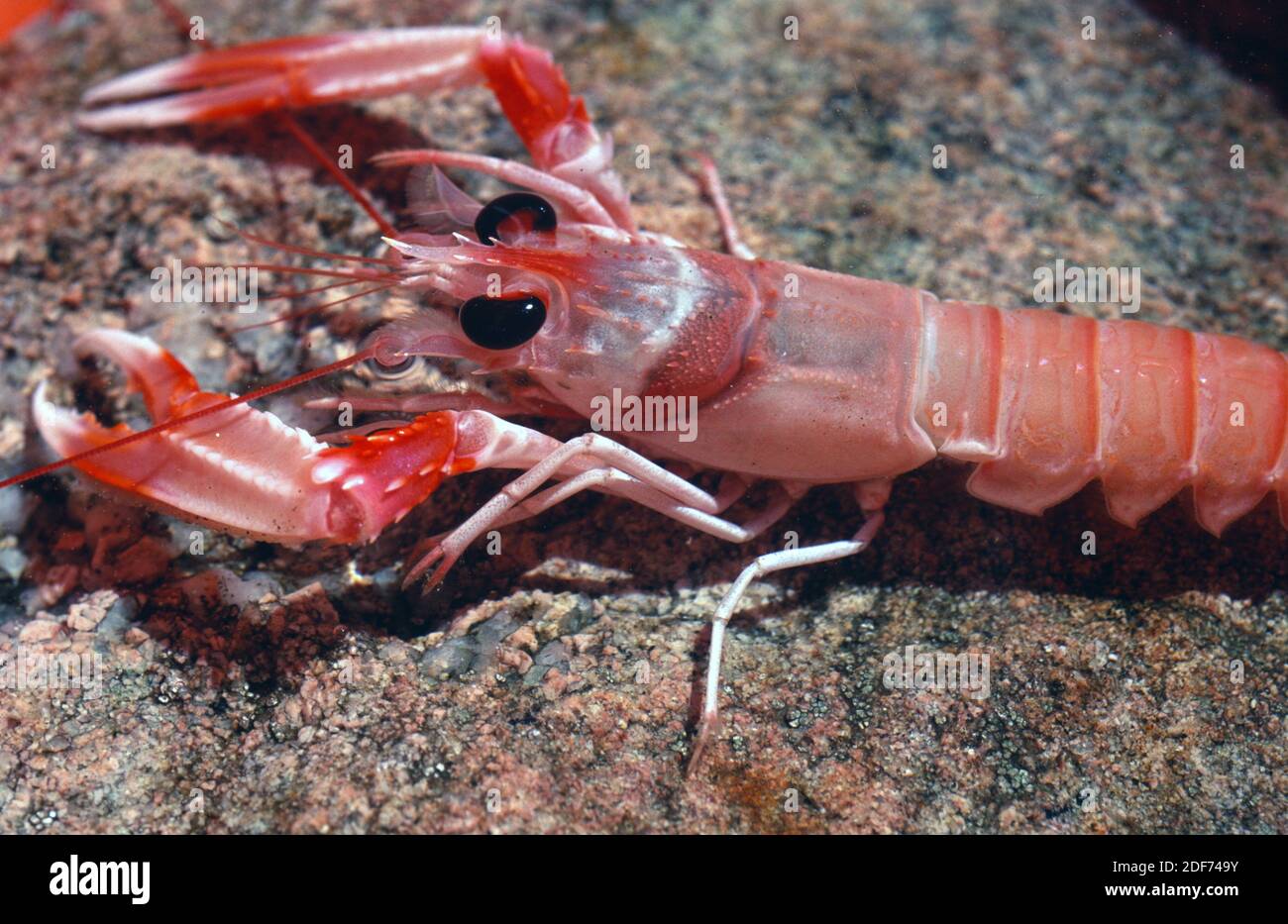 Norway lobster (Nephrops norvegicus) is an edible crustacean native to