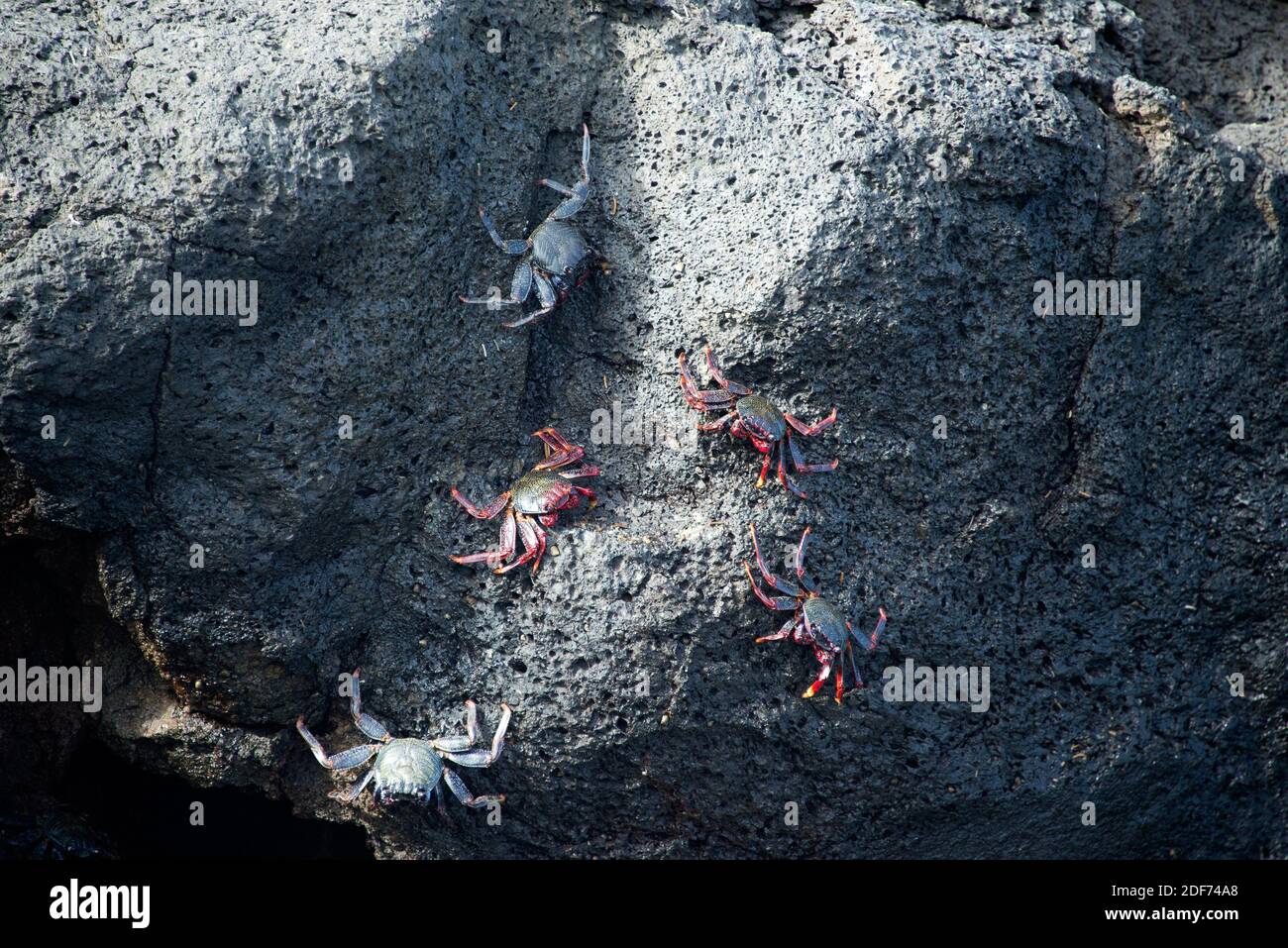 Cangrejo rojo (Grapsus adscensionis) is a crab native to Macaronesia Islands. This photo was taken in La Palma Island, Canary Islands, Spain. Stock Photo