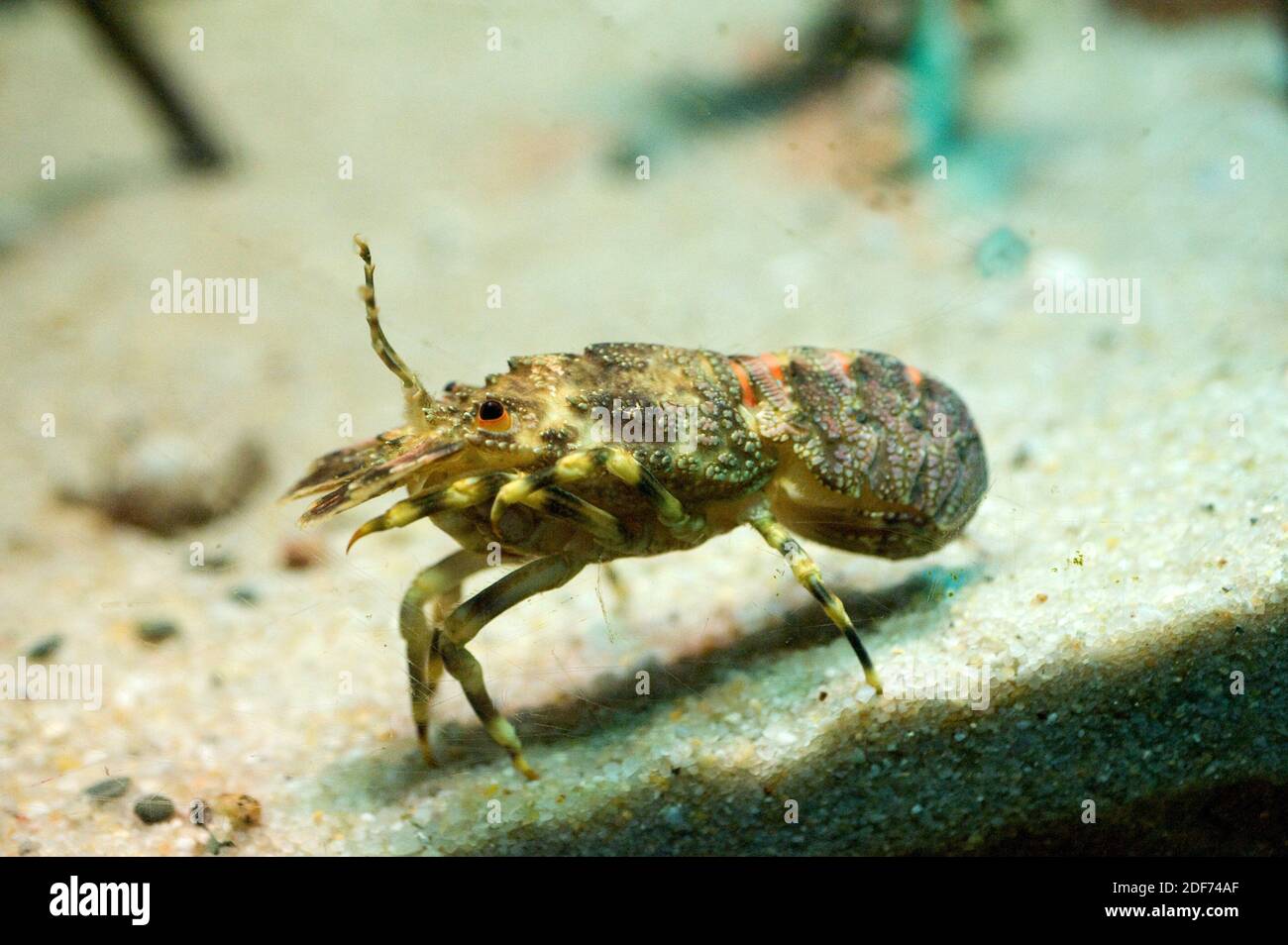 Lesser slipper lobster (Cyllarus arctus) is an edible crustacean native to Mediterranean Sea and eastern Atlantic Ocean. Stock Photo