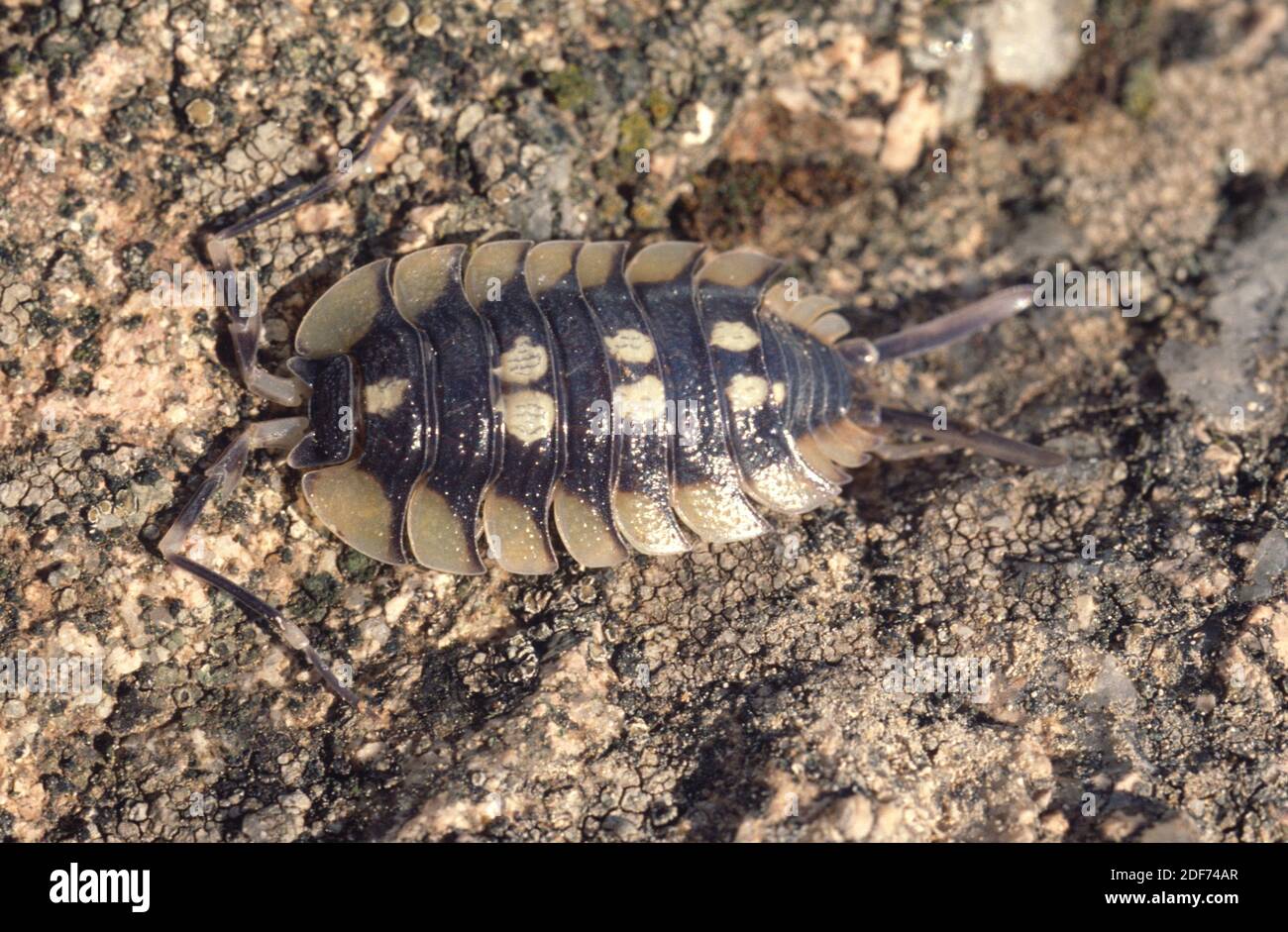 Spanish woodlouse (Porcellio expansus) is a terrestrial crustacean
