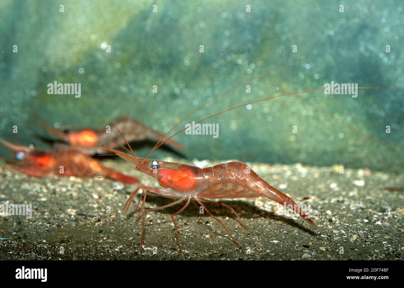 Northern prawn or pink shrimp (Pandalus borealis) is an edible crustacean native to northern Atlantic Ocean. Stock Photo
