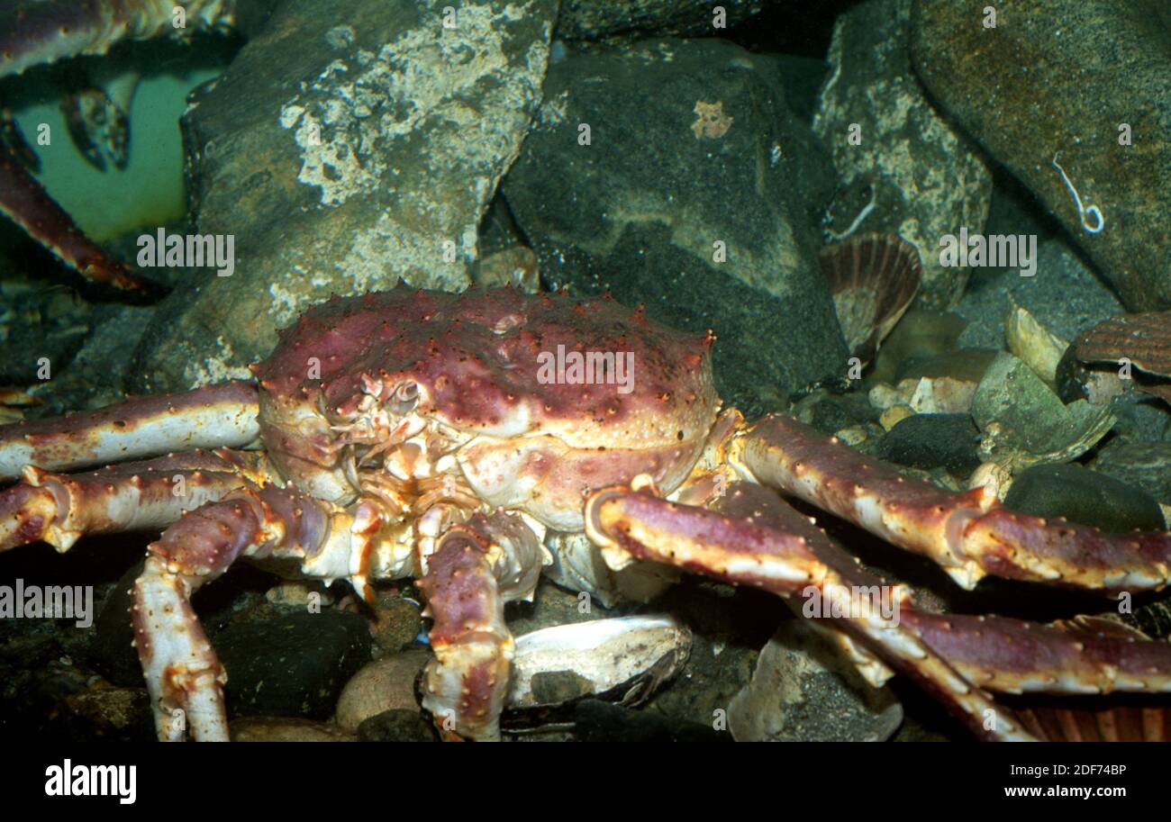 Kamchatka crab hi-res stock photography and images - Alamy