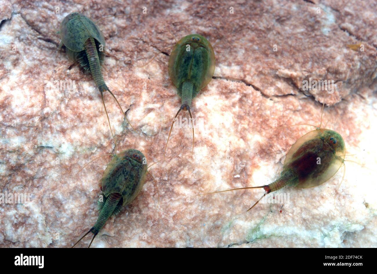 Tadpole shrimp (Triops cancriformis) is a freshwater crustacean native to Europe, northern Africa and Middle East. Is a living fossil. This photo was Stock Photo