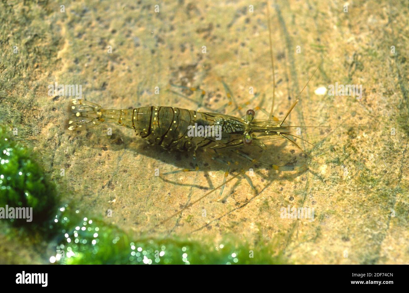 Rockpool shrimp (Palaemon elegans) is an edible crustacean native to Mediterranean and Atlantic coasts. Stock Photo