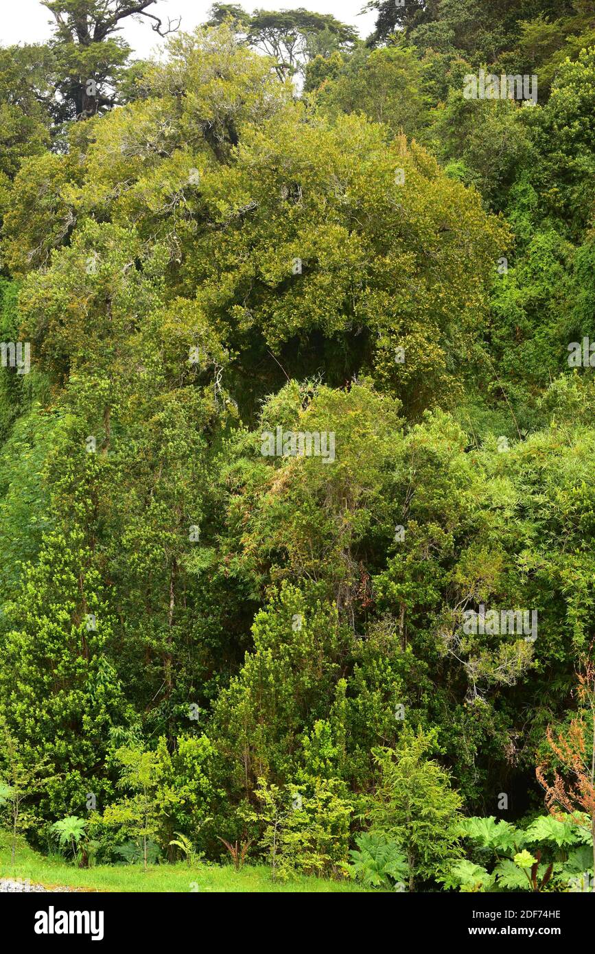 Valdivian temperate forest. Cochamo Valley, Region de los Lagos, Chile. Stock Photo