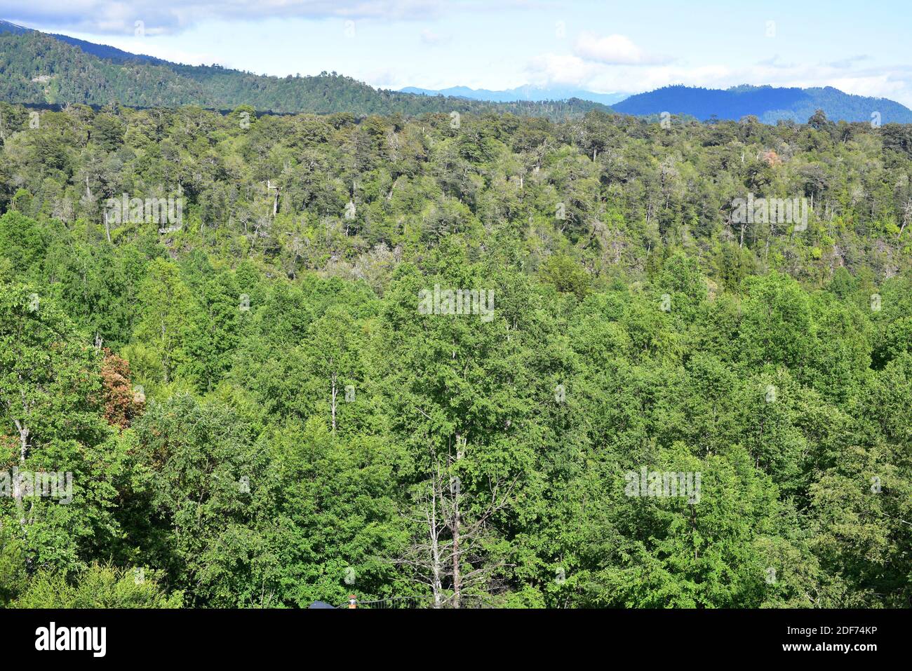 Valdivian temperate forest. Huilo-Huilo Biological Reserve, Region de los Rios, Chile. Stock Photo