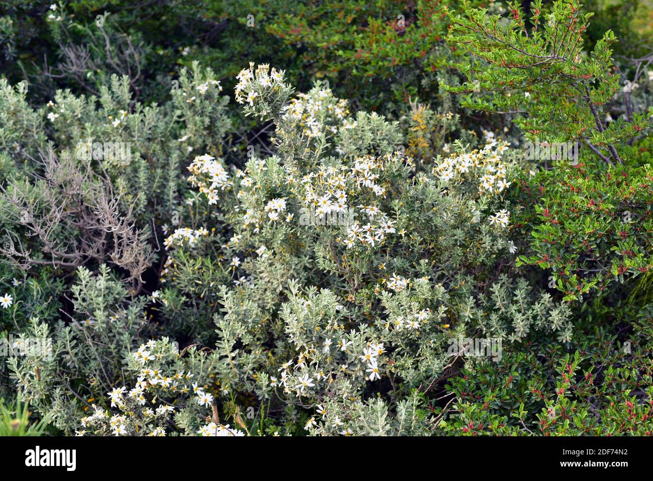 Fachine or mata verde (Chiliotrichum diffusum) is a shrub native to south Argentina and Chile. This photo was taken Torres del Paine National Park, Stock Photo