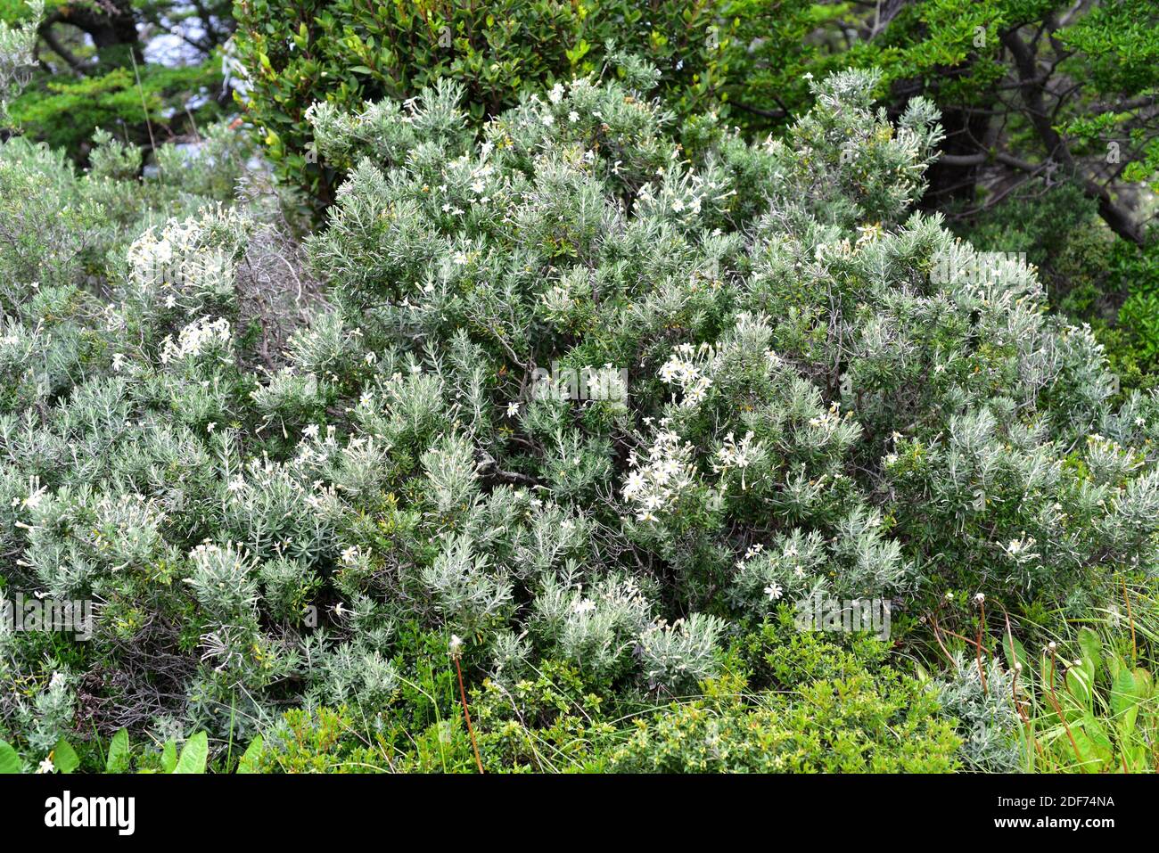 Fachine or mata verde (Chiliotrichum diffusum) is a shrub native to south Argentina and Chile. This photo was taken near Punta Arenas, Magallanes, Stock Photo