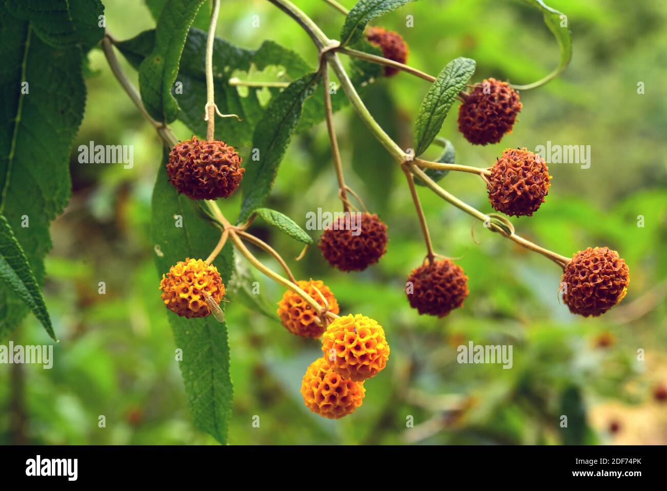 Orange ball tree hires stock photography and images Alamy