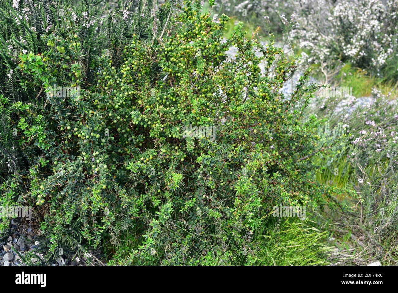 Calafate fruit berberis microphylla buxifolia hires stock photography