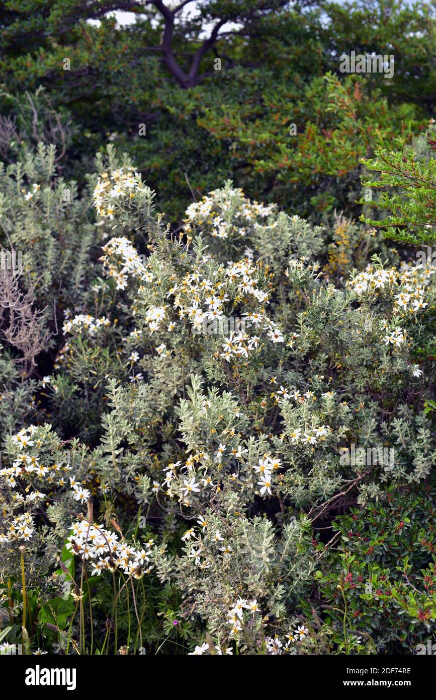 Fachine or mata verde (Chiliotrichum diffusum) is a shrub native to south Argentina and Chile. This photo was taken Torres del Paine National Park, Stock Photo