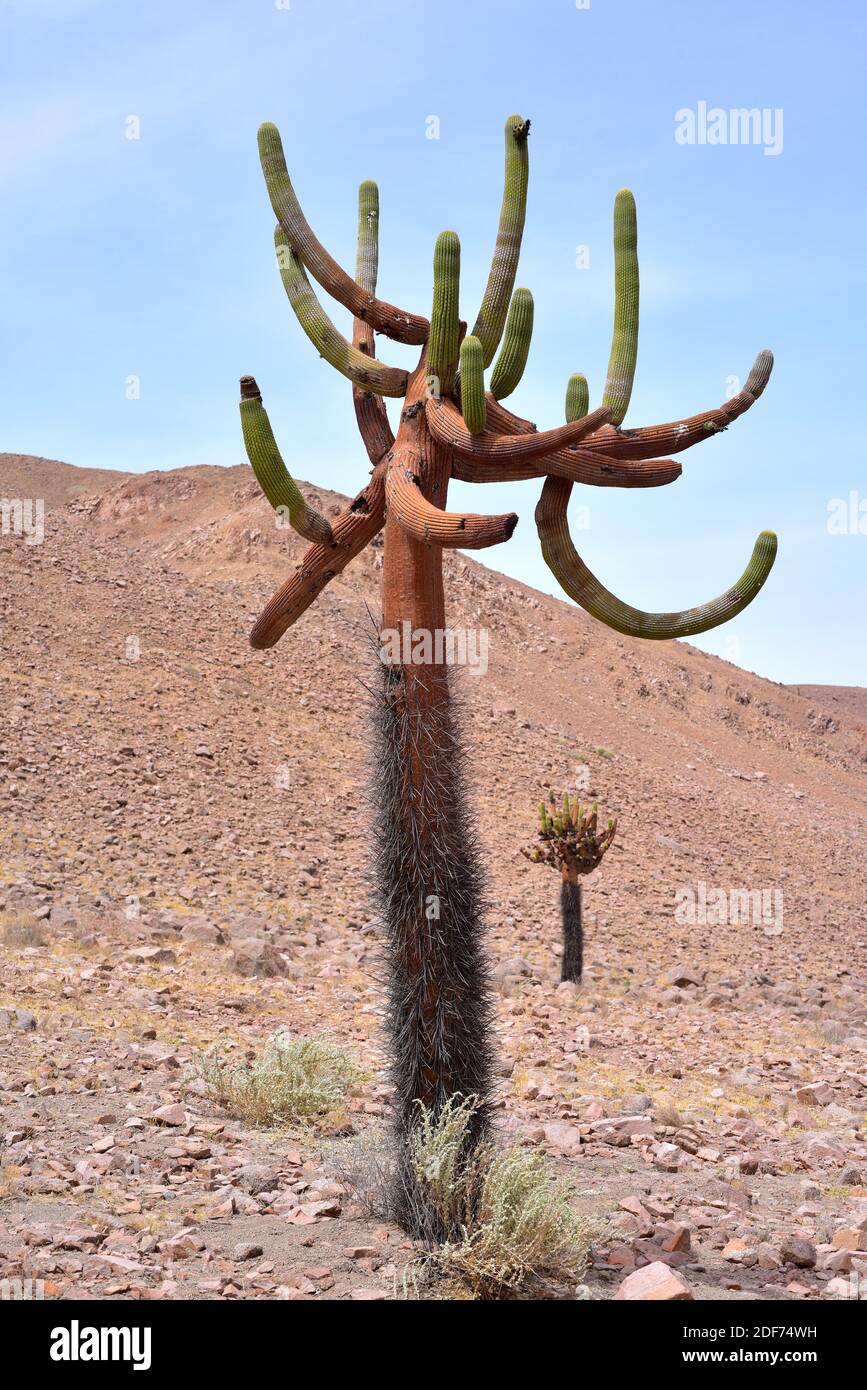 Candleholder cactus or cactus candelabro (Browningia candelaris) is an  arborescent cactus endemic to northern Chile and southern Peru. This photo  was Stock Photo - Alamy