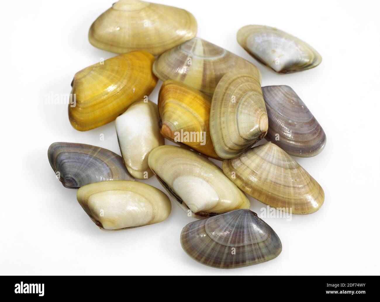Wedge Shell Donax Trunculus Shells Against White Background Stock 