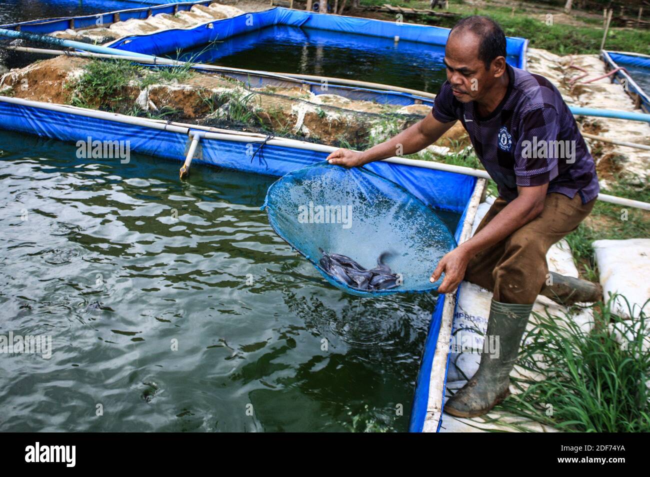Harvesting catfish hi-res stock photography and images - Alamy