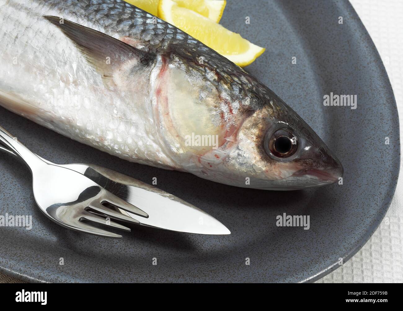 Mullet, chelon labrosus, Fresh Fish with Lemon on Plate 064967 Gerard ...