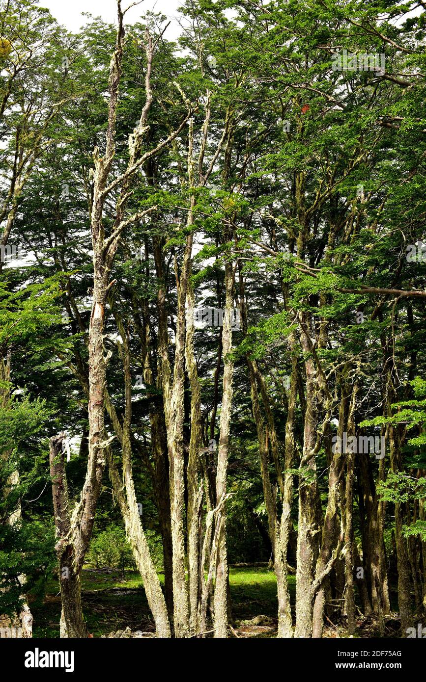 Lenga, haya austral or lenga beech (Nothofagus pumilio) is a deciduous tree native to southern Andes of Chile and Argentina. This photo was taken in Stock Photo