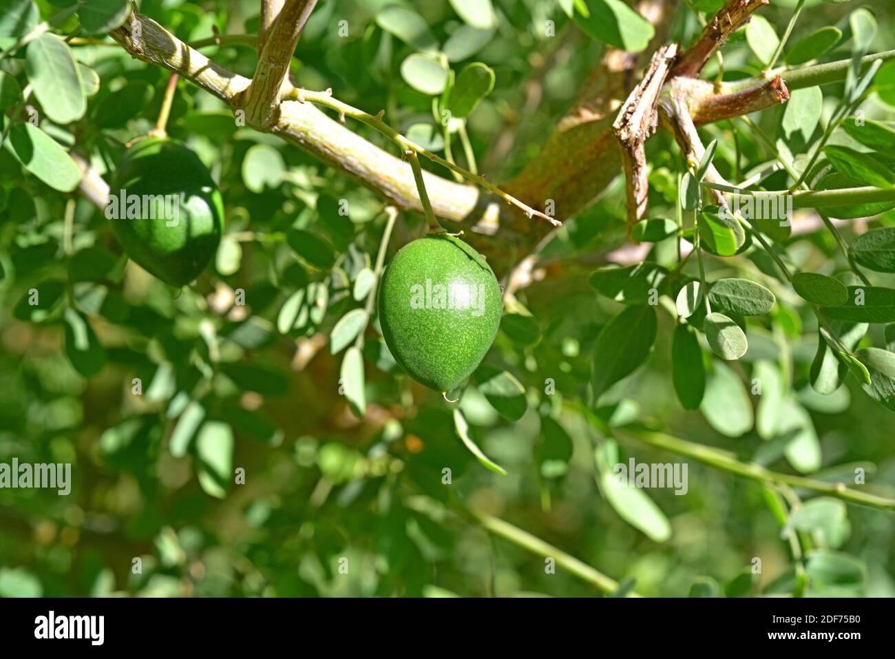 Chañar or Chilean palo verde (Geoffroea decorticans) is a deciduous ...