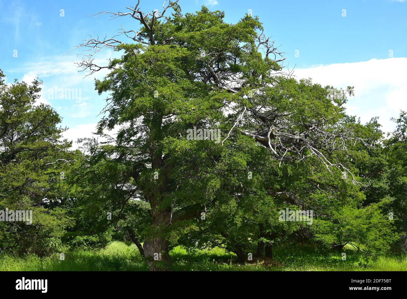 Lenga, haya austral or lenga beech (Nothofagus pumilio) is a deciduous tree native to southern Andes of Chile and Argentina. This photo was taken in Stock Photo
