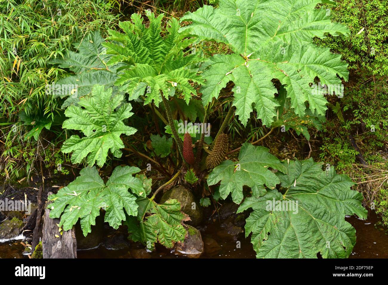 Chilean rhubarb or nalca (Gunnera tinctoria or Gunnera chilensis) is a big perennial herb native to central and southern Chile and southwestern Stock Photo