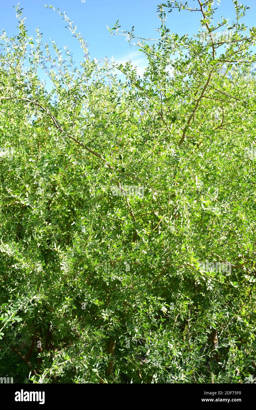 Chañar or Chilean palo verde (Geoffroea decorticans) is a deciduous