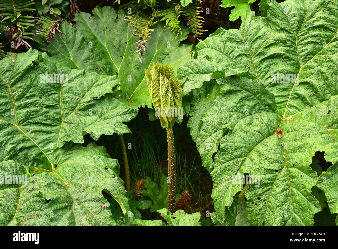 Chilean rhubarb or nalca (Gunnera tinctoria or Gunnera chilensis) is a big perennial herb native to central and southern Chile and southwestern Stock Photo
