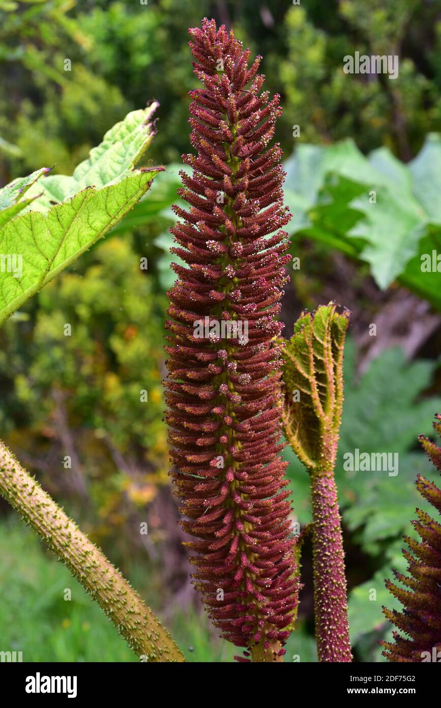 Chilean rhubarb or nalca (Gunnera tinctoria or Gunnera chilensis) is a big perennial herb native to central and southern Chile and southwestern Stock Photo