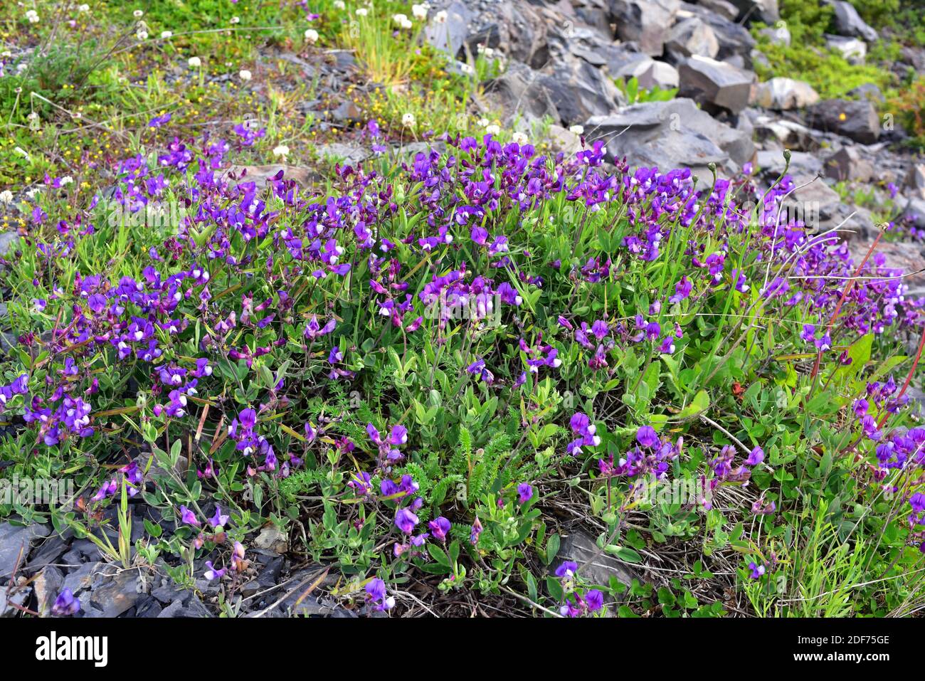 Cape Horn pea or Lord Anson pea (Lathyrus magellanicus) is a perennial herb native to South America. This photo was taken in Torres del Paine Stock Photo