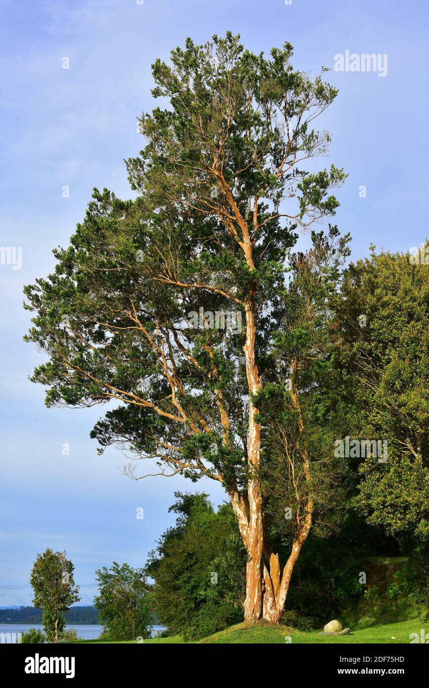 Arrayan chileno (Luma apiculata) is an evergreen tree native to temperate  forests to Argentina and Chile. This photo was taken in Llanquihue Lake  Stock Photo - Alamy